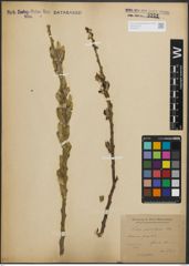 Foto von Salix pedicellata Desf.